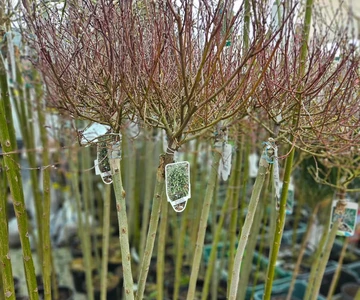 489002426_1066681565477026_3756624343665974504_n