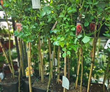 495376076_1088695329942316_1301181321934019081_n