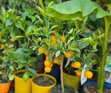 499813364_1105283548283494_6658149652935345945_n