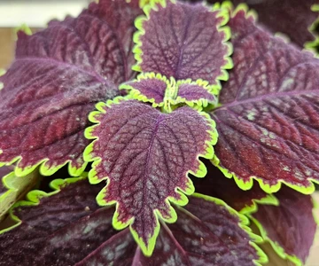 500253023_1105227064955809_1793879177952816481_n