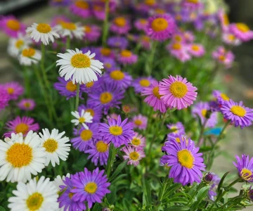 502863473_1112176057594243_171435284052565221_n