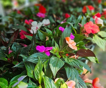 503263312_1114012744077241_1175924525417782428_n