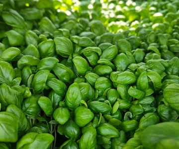 508564714_1122899359855246_1701656776317367789_n