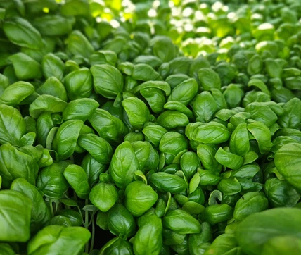 508564714_1122899359855246_1701656776317367789_n