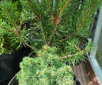 539767887_1181337250678123_4756011998829653492_n