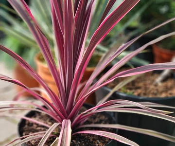 542752345_1185108590300989_6654313675939913151_n