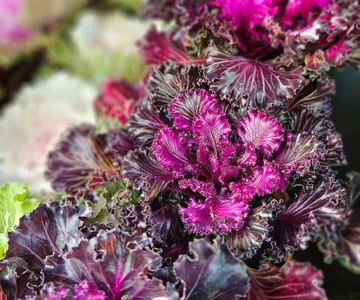 558044888_1210903157721532_4791136769047591293_n