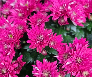 560575370_1216376347174213_2750699214582721670_n