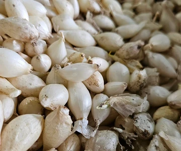 643309276_1331825382295975_1742522902306946965_n