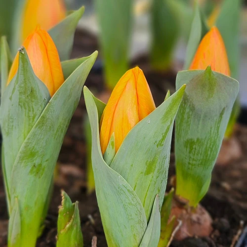 643324325_1331820178963162_4283806734063600544_n