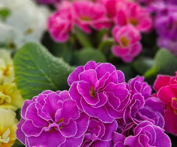 646279888_1336881881790325_7826910471541193749_n