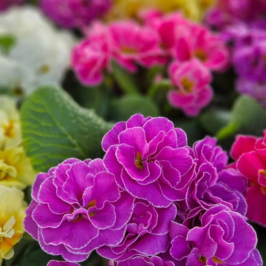 646279888_1336881881790325_7826910471541193749_n