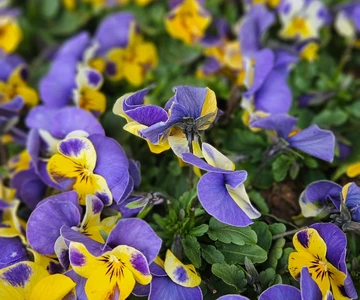 648122805_1336881865123660_1236769253524224130_n