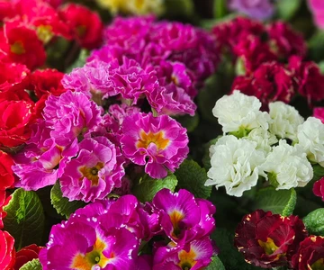 648154263_1336881858456994_1305307419439992986_n