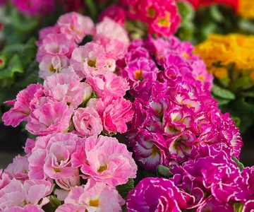 648162370_1336881875123659_1032408869323425001_n