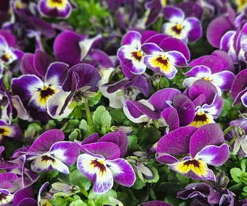 648269555_1336881861790327_8212970026973937962_n