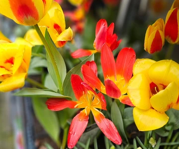 654840018_1352965336848646_2224290543460681496_n