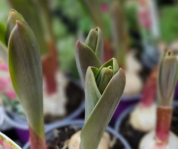 655501510_1352965303515316_3209897223247303437_n