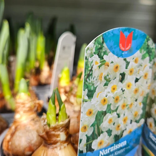 655800928_1352965353515311_780723725837190383_n