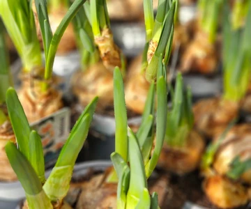 656228342_1352965320181981_3499907786301006003_n