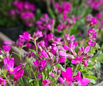 657791616_1358908352921011_8298477786756118118_n