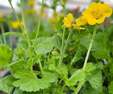 658128072_1358908416254338_1928089426783374162_n