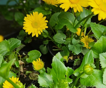 658132924_1358908366254343_1341891259076558098_n