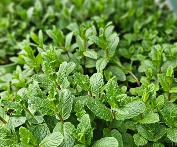 658227304_1358908362921010_5467068244404002786_n