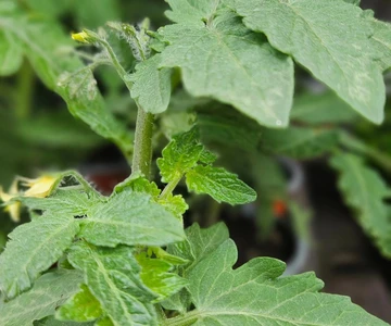 658430400_1358908379587675_1237105934584709832_n