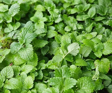 658882062_1358908422921004_8229239636949729437_n