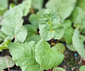 659006214_1358908376254342_5363878630992057159_n