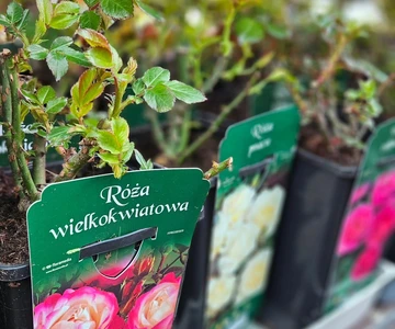 659093332_1358908372921009_8904638589286232195_n