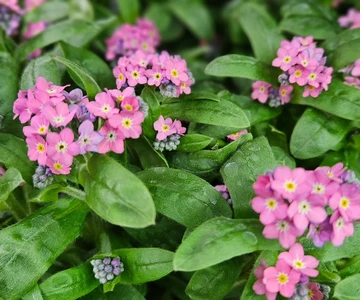 659635937_1358908412921005_5765572105326653920_n