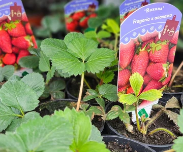 660414444_1358908356254344_8967584204795203427_n