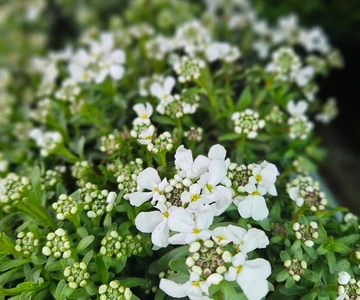 660723950_1358908359587677_8337957690846546865_n