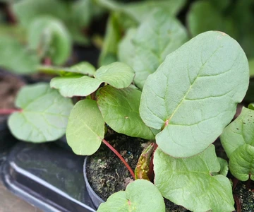 661068628_1358908369587676_7303467489433128589_n