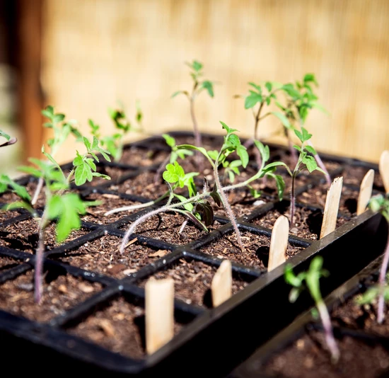 ředpěstov&aacute;n&iacute; sazenic doma je ide&aacute;ln&iacute;m způsobem, jak se připravit na jarn&iacute; v&yacute;sadbu.